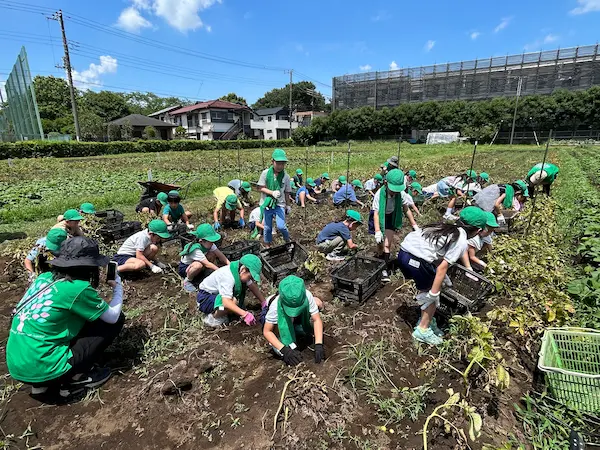 じゃがいもを収穫する児童