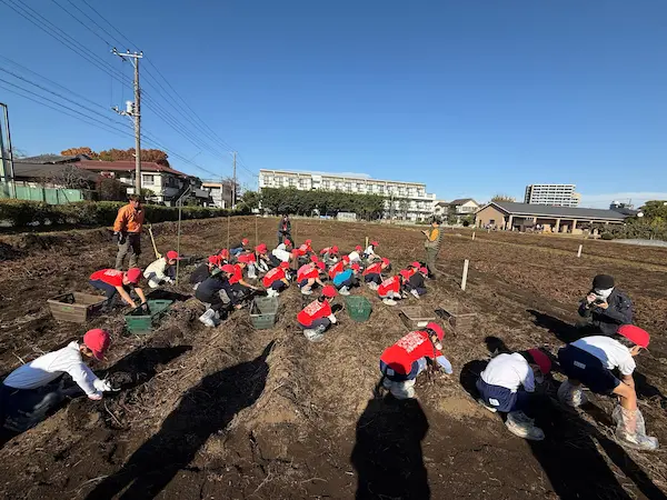 さつまいもを収穫する児童